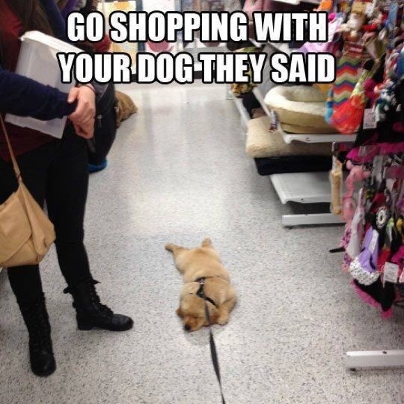 Posh Ambassador, Natasha 😉❤️🙌🏼🐶 - Picture 5 of 7